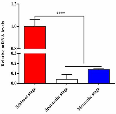 Theileria annulata Subtelomere-Encoded Variable Secreted Protein-TA05575 Binds to Bovine RBMX2